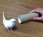 papier carton jouer Un oiseau s'amuse dans un rouleau de PQ
