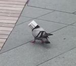 oiseau tete coince Pigeon vs Moule à gâteau en papier