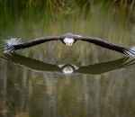 oiseau rapace Un pygargue à tête blanche planant au-dessus d'un lac 