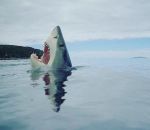 requin gueule Un requin s'est cogné l'orteil contre un rocher