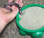 jouet tete sable Un serpent joue dans un bac à sable
