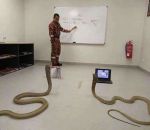 serpent python Teaching Python