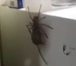 araignee souris Une grosse araignée avec une souris dans la gueule