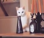betise chat Un chat veut faire tomber un vase