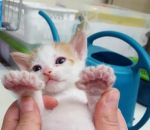 chat patte Un chaton avec 24 doigts