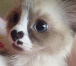 museau nez Un chaton avec le museau en forme de coeur