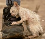 pied chaussure Un chaton supplie un homme de le sauver (Vietnam)