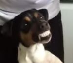 brossage dent Un chien se fait brosser les dents