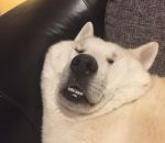 drole Un chien endormi dans le canapé