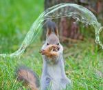 eau Cet écureuil maitrise l'eau