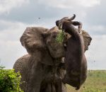 elephant attaque Eléphant vs Buffle