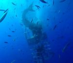 requin plongeur Un grand requin blanc est coincé dans une cage