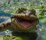 heureux content Une grenouille heureuse