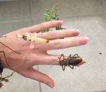 araignee main religieuse Des insectes sur une main