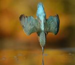 bec oiseau Un martin-pêcheur entre dans l’eau