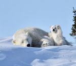 ours Un ourson polaire fait coucou au photographe