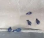 mort oiseau Des pigeons aspirés avec des graines dans un entonnoir