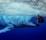 baleine bosse Un plongeur filme le saut hors de l'eau d'une baleine