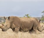 2 tete rhinoceros Un rhinocéros à deux têtes