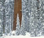 arbre foret sapin Un sequoia dans une forêt de sapins