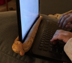 portable ordinateur Les serpents aussi aiment la chaleur de l'ordinateur