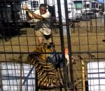 foire attaque Une dresseuse attaquée par un tigre