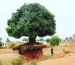 racine sol Un arbre en Tanzanie