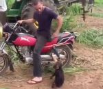 moto homme Un bébé singe fait un gros caprice 