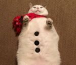 neige chat Chat bonhomme de neige