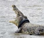 crocodile coince Crocodile avec un pneu autour du cou