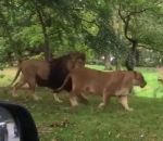 reaction bebe Trop d'émotion pour un enfant dans un parc safari