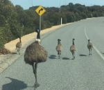 route courir Une famille d'émeus court sur une route