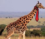 cravate girafe Au travail, les girafes mettent leur cravate en haut ou en bas du cou ?