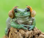 grenouille escargot Grenouille Princesse Leia