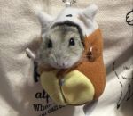 couchage Un hamster dans son sac de couchage
