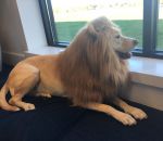 criniere lion Labrador déguisé en lion