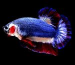 poisson Poisson combattant bleu blanc rouge