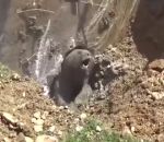 trou aide Sauvetage d'un ours tombé dans une fosse septique