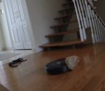 aspirateur escalier Le suicide d'un Roomba