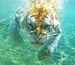 tete Un tigre sous l'eau fait une grimace