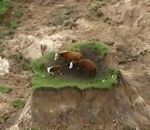 vache coince Des vaches coincées sur un îlot de terre après un séisme
