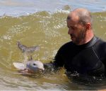 eau bebe Un bébé dauphin surfe une vague