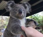 patte Dire « Bonjour » à des animaux australiens