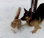 chat tete Un chat et un chien jouent dans la neige