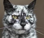 noir Un chat noir atteint de vitiligo