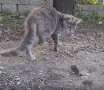 voler manger Un chat se fait voler sa souris