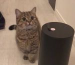 chat air Chat vs Humidificateur