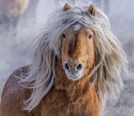 criniere cheval Belle blonde