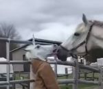 cheval femme Cheval vs Tête de licorne