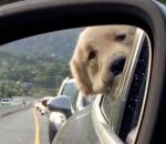 embouteillage Un chien s'ennuie dans les bouchons